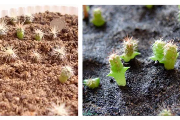 Семенами Дискокактус21