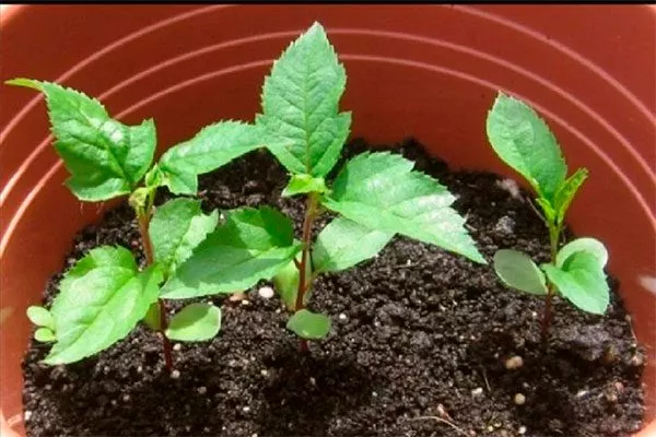 семенами Полудекоративные сорта17