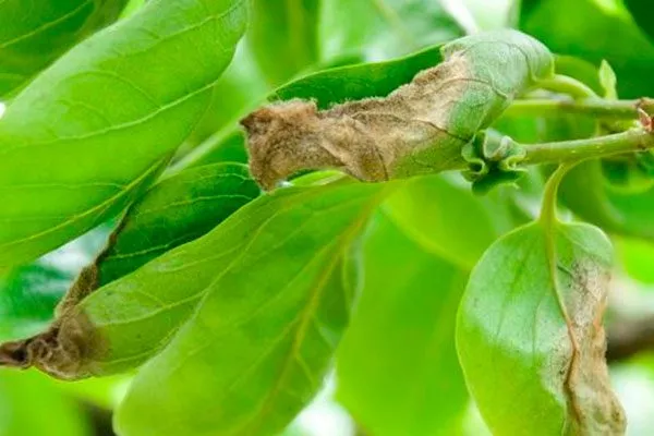 серая гниль бурые пятна13