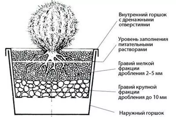схема грунта Гимнокалициум (Gymnocalycium)39