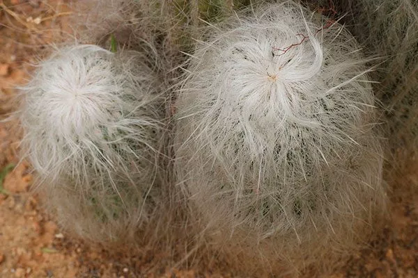 шерсть Цефалоцереус старческий15