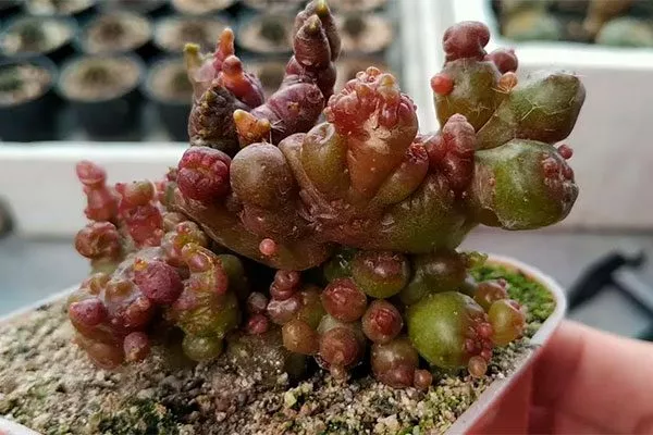 Шоколадный кактус редкие кактусы44