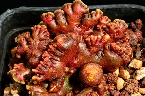 Шоколадный кактус1 редкие кактусы45