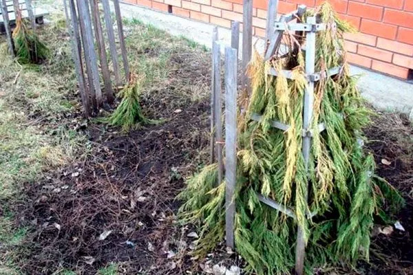 Штамбы деревьев укрывают мешковиной, лапником Зимостойкость яблони17