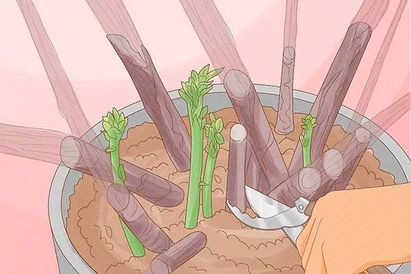 сильная в критич ситуации Обрезка гибискуса11