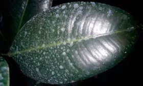 Солевые отложения Налет на листьях11