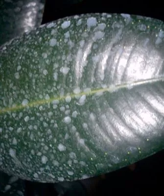 Солевые отложения Налет на листьях11