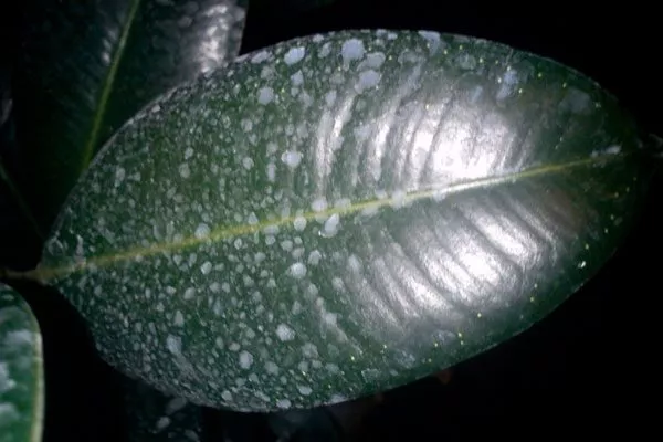 Солевые отложения Налет на листьях11