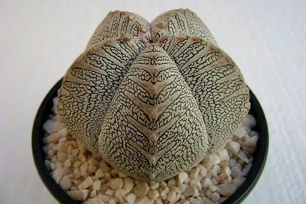 Сорт Онзука Звёздчатые кактусы (Astrophytum)23