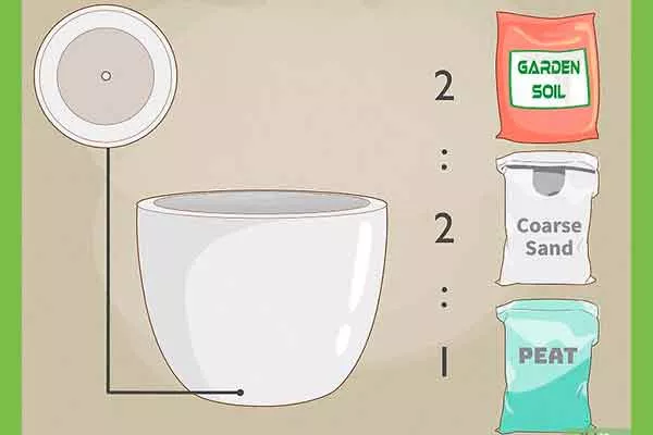 состав грунта черенкование кактусов24