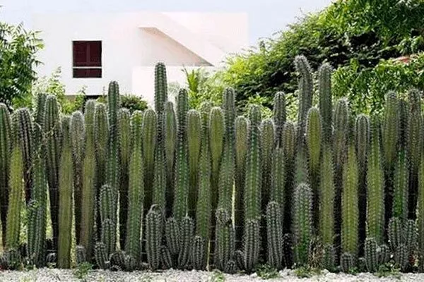 Создание вертикальных зелёных стен и подвесных конструкций1 кактусы в ландшафтном дизайне23