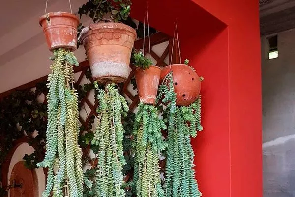 Создание вертикальных зелёных стен и подвесных конструкций2 кактусы в ландшафтном дизайне24