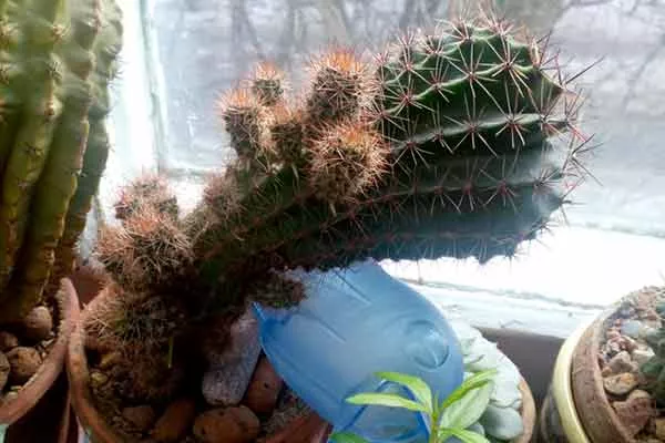 создаёт риск падения горшка черенкование кактусов23