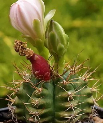 цветы и плоды у кактуса