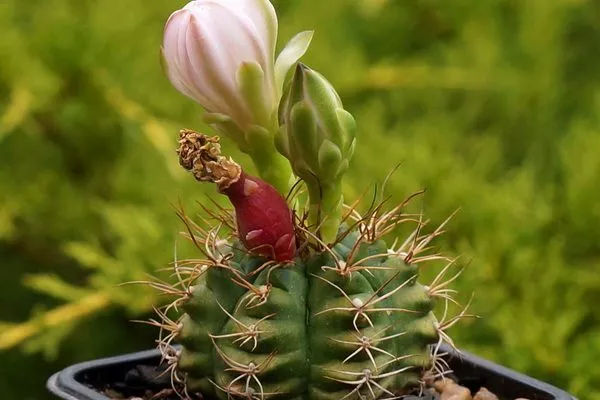 цветы и плоды у кактуса