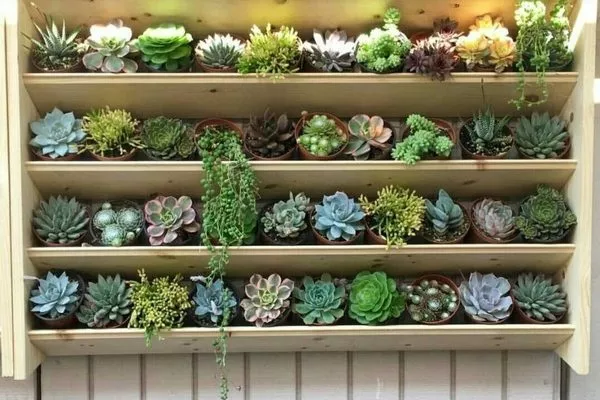 Небольшие кактусы можно содержать на стеллаже