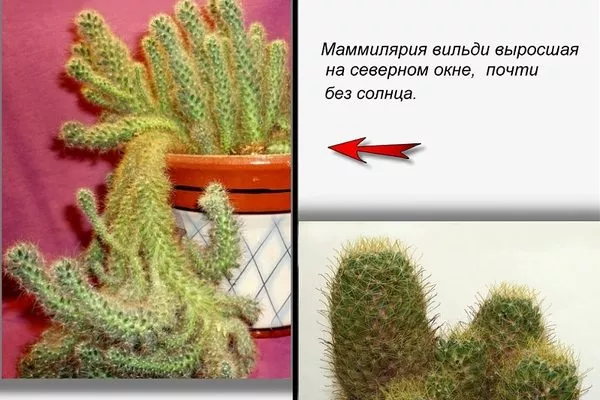 При дефиците света растение вытягивается