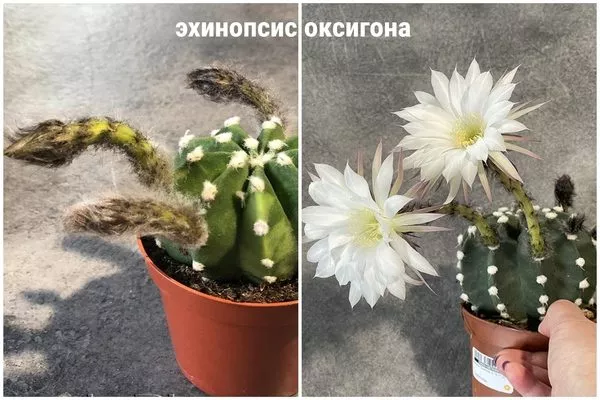 эхинопсис оксигона