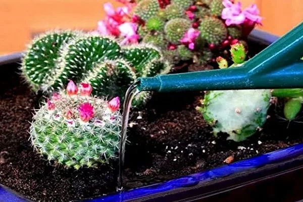 полив кактуса