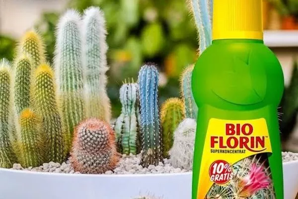 подкормка для кактусов