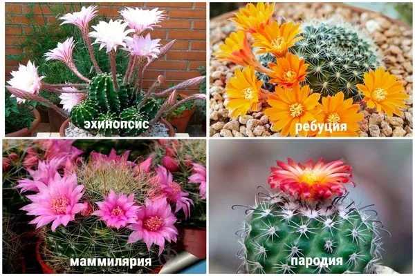 виды цветущих кактусов