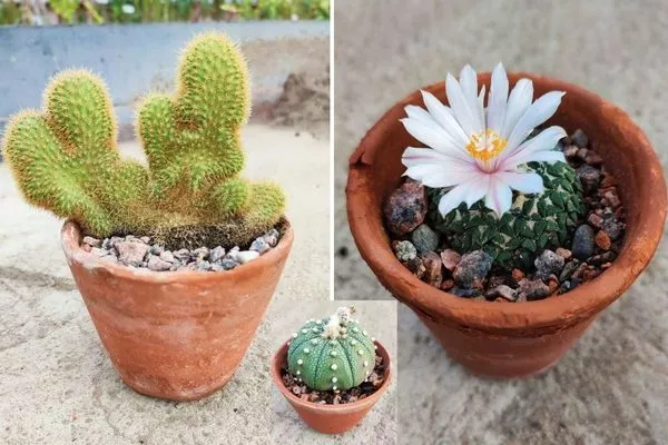 правильный горшок для кактуса