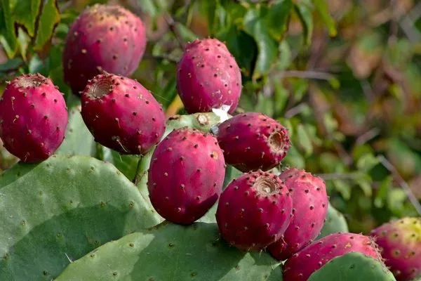 опунция, плоды