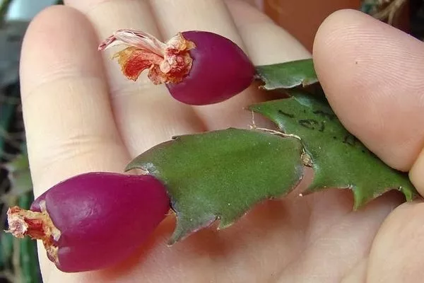 рождественник, плоды образуются в дикой природе