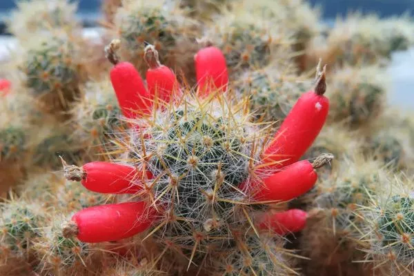 маммилярия пролифера