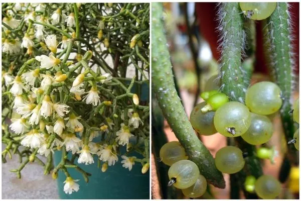 прутовик (рипсалис), цветение и плоды