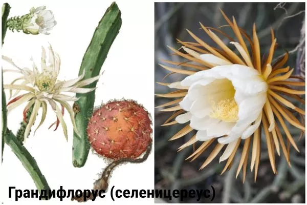 Грандифлорус