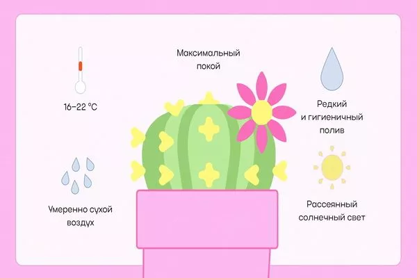 Длительность цветения зависит от условий содержания