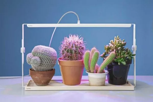 Досветка для кактусов