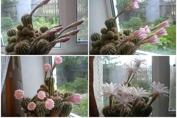 Распускание цветов на кактусе