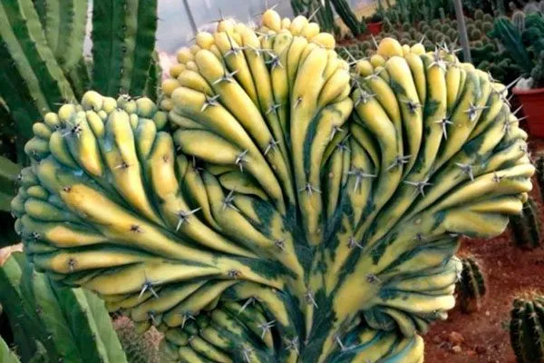 Спина динозавра редкие кактусы31