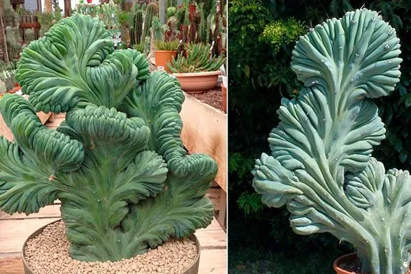 Спина динозавра1 редкие кактусы32