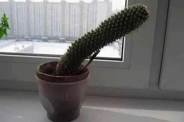 стал чрезмерно вытянутым и утратил декоративность черенкование кактусов25