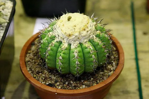 стебель Дискокактус22