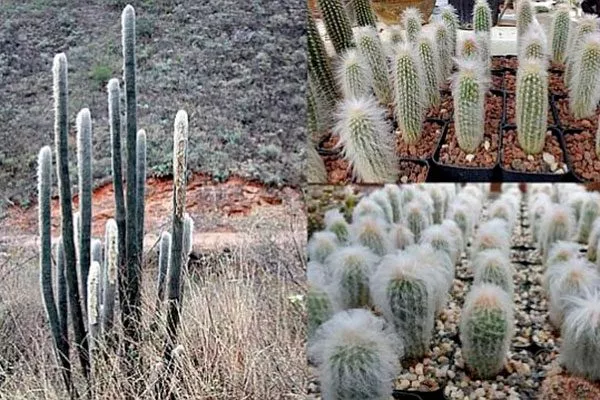 стебель Цефалоцереус старческий9