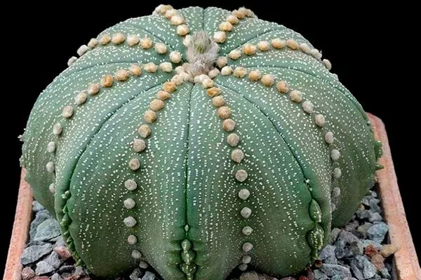 Стебель Звёздчатые кактусы (Astrophytum)24