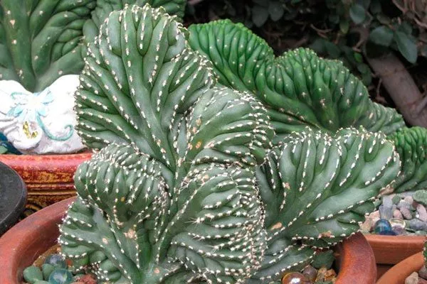 Стеноцереус Холлианус Кристата редкие кактусы33