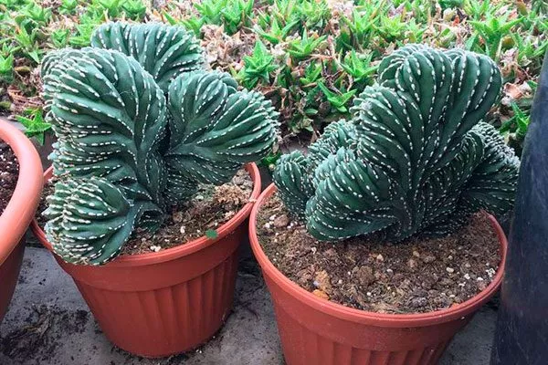 Стеноцереус Холлианус Кристата2 редкие кактусы34