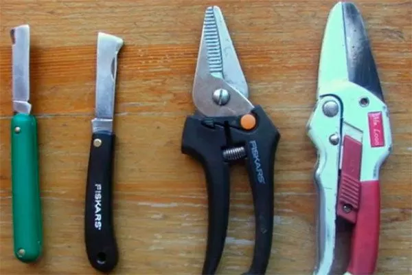 стерилизованный острый нож или секатор пересадка кактуса22