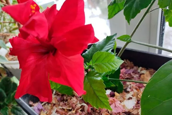 Стимуляция цветения Обрезка гибискуса14