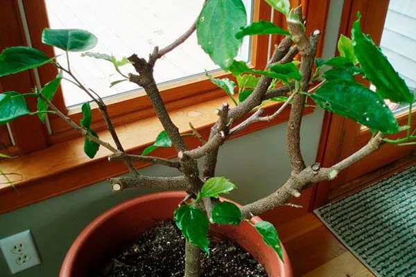 Стимуляция цветения1 Обрезка гибискуса15