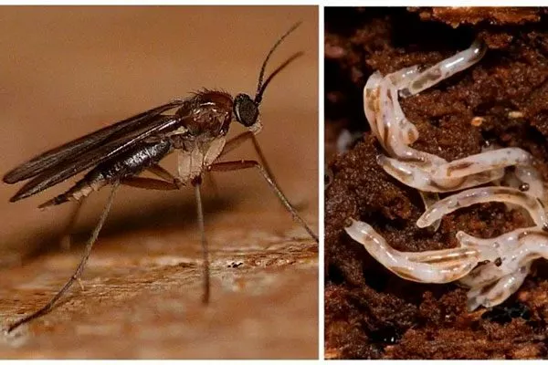 Сциариды или «плодовые комарики» Вредители кактусов29