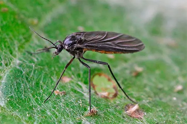 Сциариды или «плодовые комарики»2 Вредители кактусов30