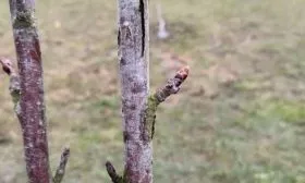 ствол яблони светлеет лечение ствола яблони15