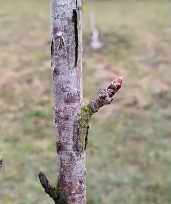 ствол яблони светлеет лечение ствола яблони15