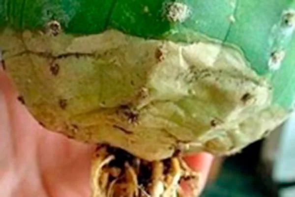 Сухая гниль Дискокактус23